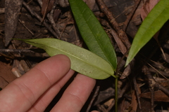 Parsonsia rotata