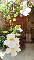 Thunbergia grandiflora