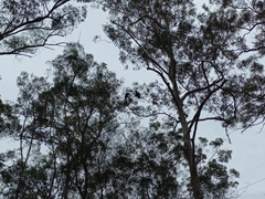 Calyptorhynchus lathami