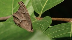 Melanitis leda