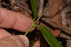 Parsonsia rotata