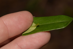 Parsonsia rotata