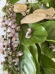 Millettia
