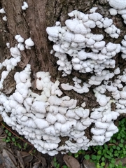 Schizophyllum commune