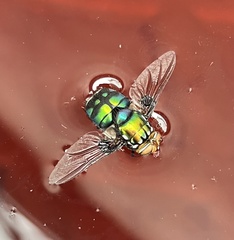 Rutilia