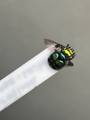 Rutilia