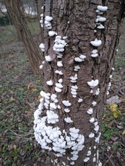 Schizophyllum commune