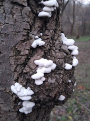 Schizophyllum commune