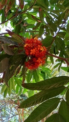 Saraca asoca