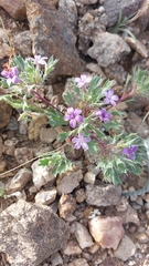 Langloisia setosissima setosissima