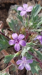 Langloisia setosissima setosissima