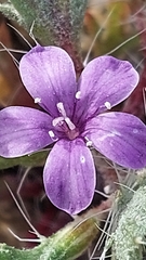 Langloisia setosissima setosissima