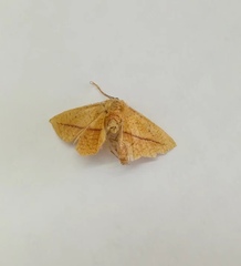 Striglina