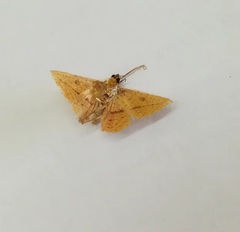 Striglina