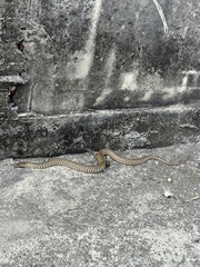 Fowlea flavipunctata