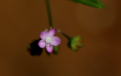 Gisekia africana africana
