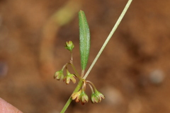 Gisekia africana africana