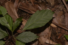 Clerodendrum tomentosum