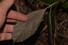 Clerodendrum tomentosum
