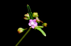 Gisekia africana africana