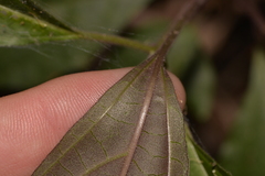 Clerodendrum tomentosum