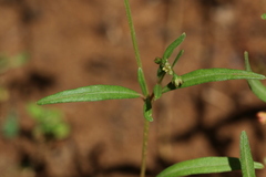 Gisekia africana africana