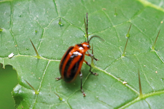 Oides seminigra