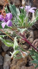 Langloisia setosissima setosissima