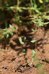 Euphorbia ophthalmica