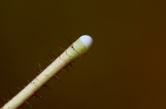 Euphorbia ophthalmica