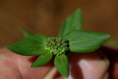 Euphorbia ophthalmica