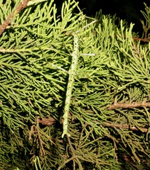 Acanthoxyla geisovii