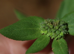 Euphorbia ophthalmica