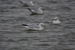 Chroicocephalus ridibundus