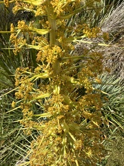 Aciphylla scott-thomsonii