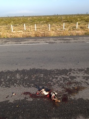 Lepus californicus asellus