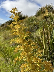 Aciphylla scott-thomsonii