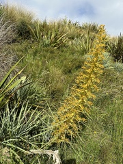 Aciphylla scott-thomsonii