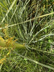 Aciphylla scott-thomsonii