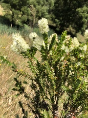 Melaleuca styphelioides