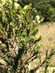Melaleuca styphelioides