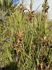 Dracophyllum longifolium