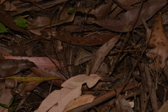 Epidesmia hypenaria
