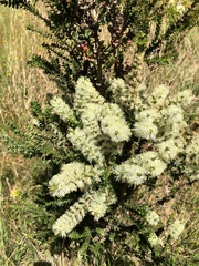 Melaleuca styphelioides