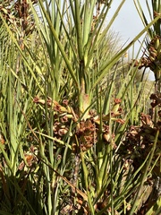 Dracophyllum longifolium
