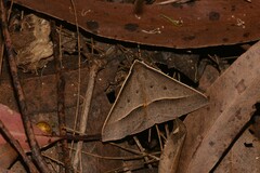 Epidesmia hypenaria