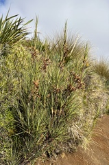 Dracophyllum longifolium