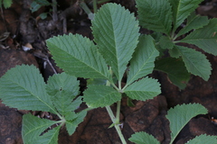 Cyphostemma lanigerum