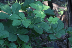 Cyphostemma lanigerum