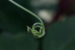 Cyphostemma lanigerum